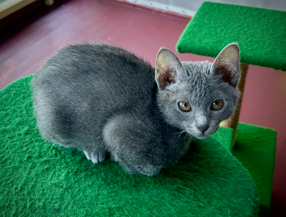 Miss Chevious at 11 weeks old